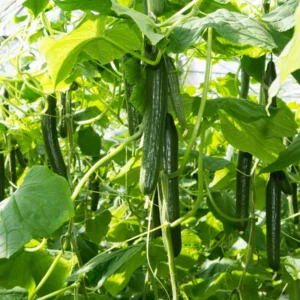 Long Cucumber Plant Live Vegetable Seedling 4-8 Inch