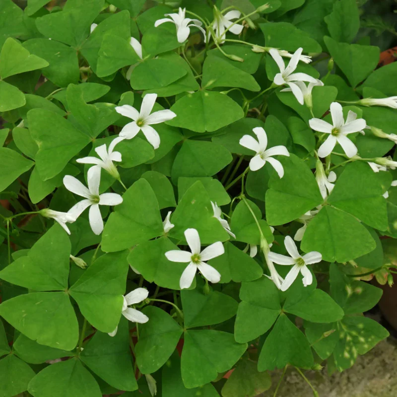 Oxalis Regnellii Green Shamrock Houseplant - 4in Pot Lucky Plant