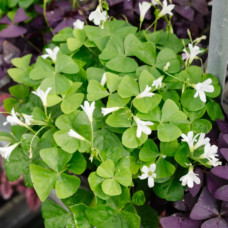 Oxalis Regnellii Green Shamrock Houseplant - 4in Pot Lucky Plant