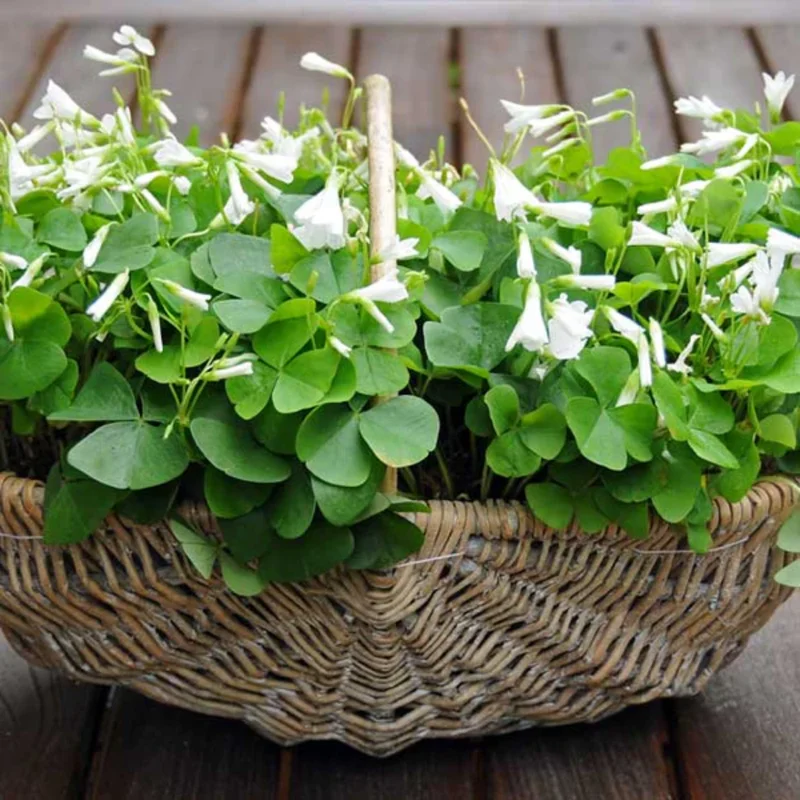 Oxalis Regnellii Green Shamrock Houseplant - 4in Pot Lucky Plant