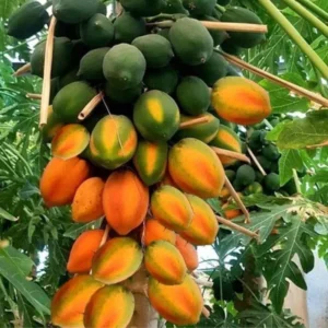 Dwarf Papaya Tree Live Plant - 7-12