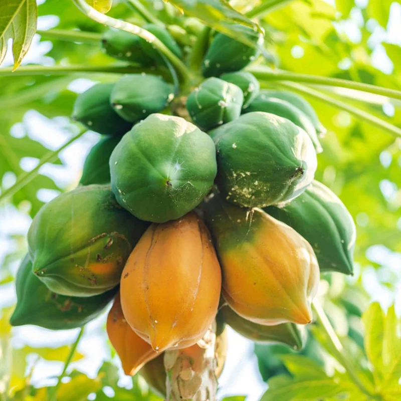 Dwarf Papaya Tree Live Plant - 7-12" Tall Tropical Fruit Tree
