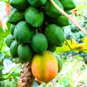 Dwarf Papaya Tree Live Plant - 7-12