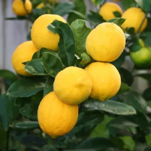 Meyer Lemon Bush Live Plant - Starter Citrus Tree - 1 to 2 Inch Tall