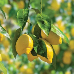 Meyer Lemon Bush Live Plant - Starter Citrus Tree - 1 to 2 Inch Tall