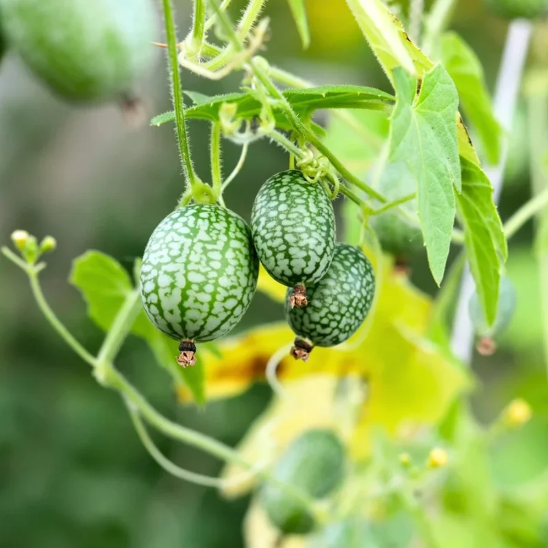 Cucamelon Plants Live - 2 Pack Mini Watermelon Plants - 4-6 Inch Tall - Ready for Planting