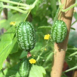 Cucamelon Plants Live - 2 Pack Mini Watermelon Plants - 4-6 Inch Tall - Ready for Planting