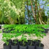 Moringa Tree Plant Live - 2 Pcs Drumstick Malunggay Plant Live in 4 Inch Pots
