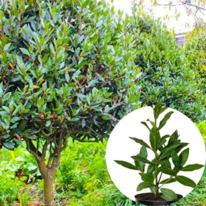 Bay Leaf Tree Live Plant - Sweet Bay Laurel, Laurus Nobilis - 6-8 Inches Tall