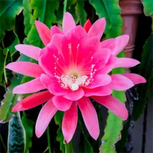Pink Epiphyllum Plant Live - 6-9" Tall Orchid Cactus - Indoor/Outdoor