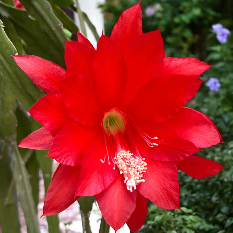 Red Epiphyllum Plant Live - 6-9 Inch Tall Orchid Cactus - Indoor/Outdoor