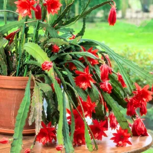Red Epiphyllum Plant Live - 6-9 Inch Tall Orchid Cactus - Indoor/Outdoor