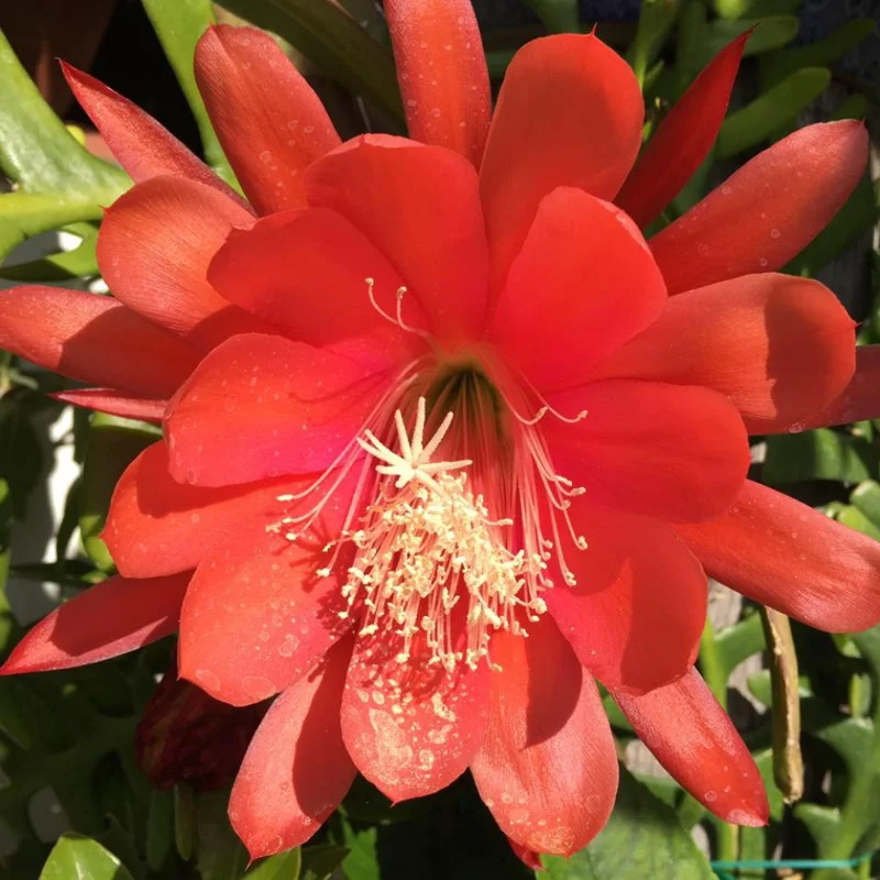 Red Epiphyllum Plant Live - 6-9 Inch Tall Orchid Cactus - Indoor/Outdoor