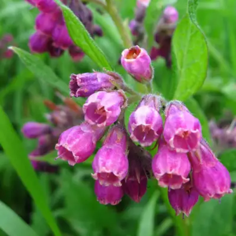 Comfrey Roots 10-Root Combo Pack for Indoor Outdoor Planting