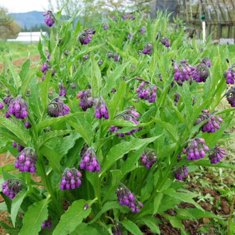 Comfrey Roots 10-Root Combo Pack for Indoor Outdoor Planting