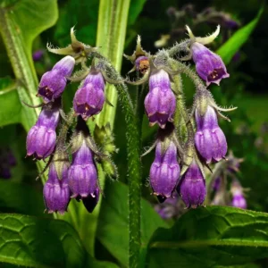 Comfrey Roots 10-Root Combo Pack for Indoor Outdoor Planting
