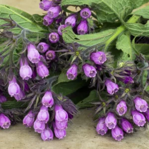 Comfrey Roots 10-Root Combo Pack for Indoor Outdoor Planting