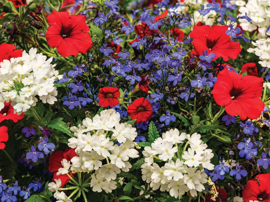Patriotic Flowers