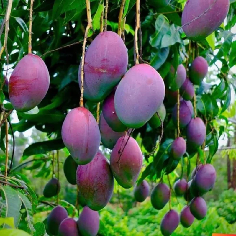 Mango Tree Live Plant - 8-12" Tall Tropical Fruit Tree Outdoor