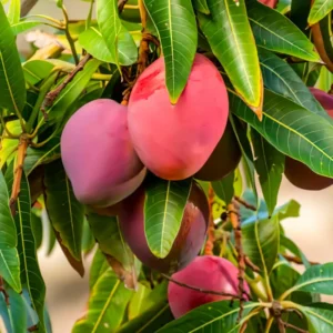 Mango Tree Live Plant - 8-12