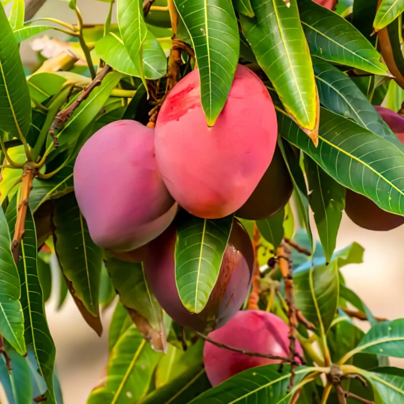 Mango Tree Live Plant - 8-12" Tall Tropical Fruit Tree Outdoor