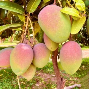 Mango Tree Live Plant - 8-12