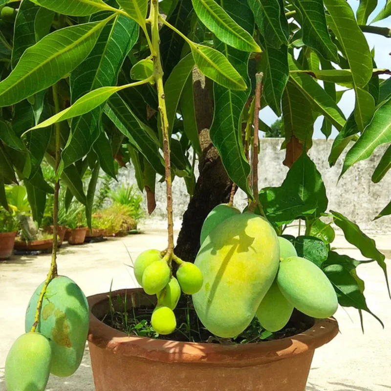 Mango Tree Live Plant - 8-12" Tall Tropical Fruit Tree Outdoor