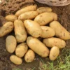 Russet Potato Seeds - 4 Lbs High Yield Seed Potatoes for Planting
