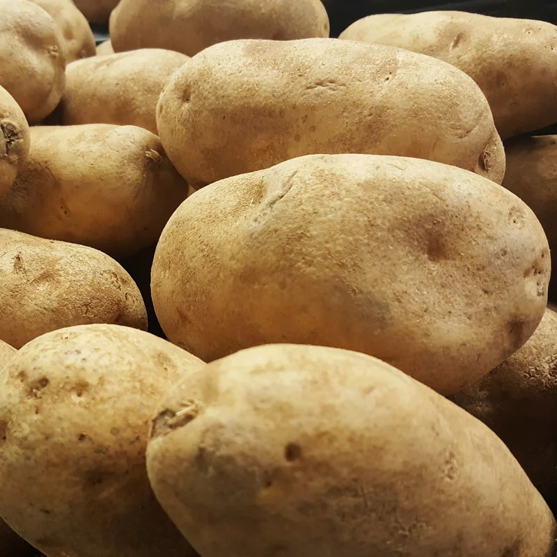 Russet Potato Seeds - 3 Lbs Fresh Garden Ready Potato Seeds