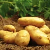 Yukon Gold Potato Seeds 3 Lbs - Fresh Garden Vegetable Seeds