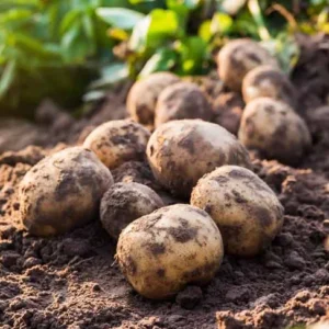 Yukon Gold Potato Seeds 3 Lbs - Fresh Garden Vegetable Seeds