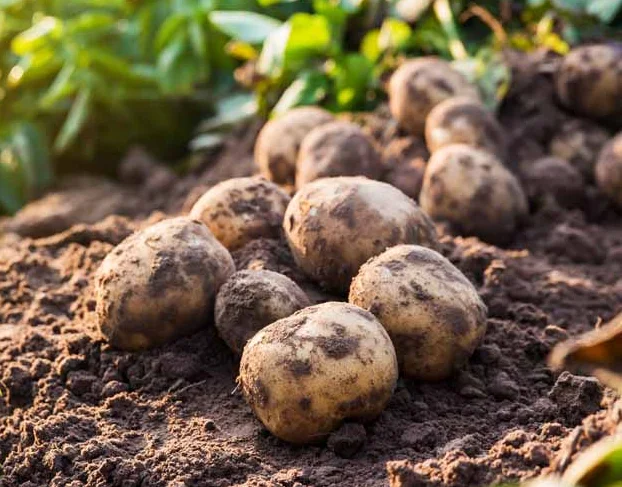 Yukon Gold Potato Seeds 3 Lbs - Fresh Garden Vegetable Seeds
