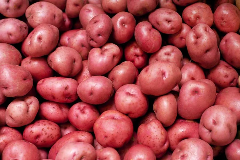 Red Potato Seeds - 3 Lbs Fresh Garden Potato Seeds Ready to Grow