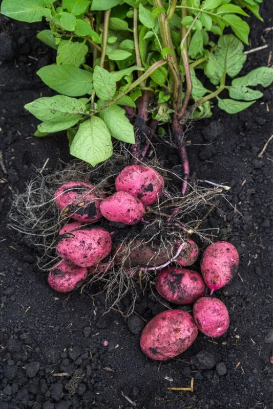 Red Potato Seeds - 3 Lbs Fresh Garden Potato Seeds Ready to Grow