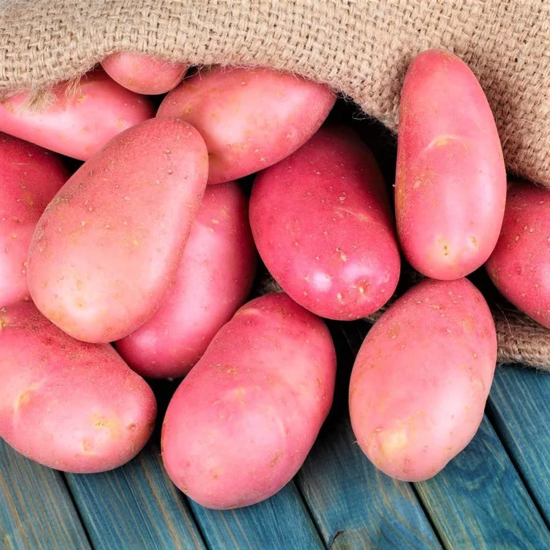 Red Potato Seeds - 3 Lbs Fresh Garden Potato Seeds Ready to Grow