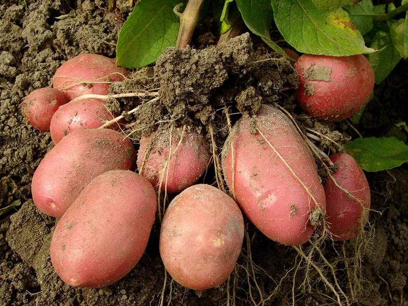Red Potato Seeds - 3 Lbs Fresh Garden Potato Seeds Ready to Grow
