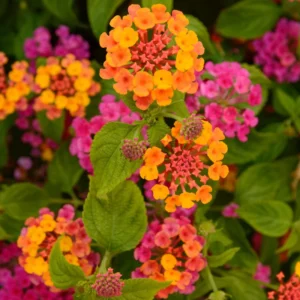 Lantana Plants Live Yellow Orange Flower Rooted Plugs 2-4 Inches