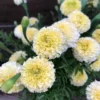 Marigold Plants - 2 Live Light Yellow Flowering Plants Well Rooted 2-4 Inches