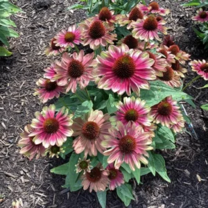 Bicolor Echinacea Plant Live - Purple Yellow Coneflower Perennial, 2-4'' Tall