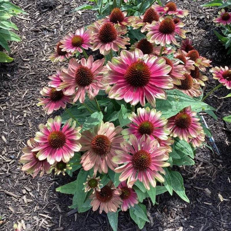 Bicolor Echinacea Plant Live - Purple Yellow Coneflower Perennial, 2-4'' Tall