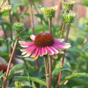 Bicolor Echinacea Plant Live - Purple Yellow Coneflower Perennial, 2-4'' Tall