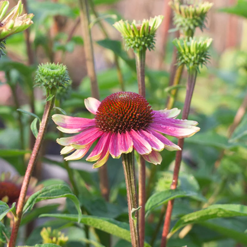 Bicolor Echinacea Plant Live - Purple Yellow Coneflower Perennial, 2-4'' Tall