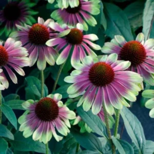 Bicolor Echinacea Plant Live - Purple Yellow Coneflower Perennial, 2-4'' Tall