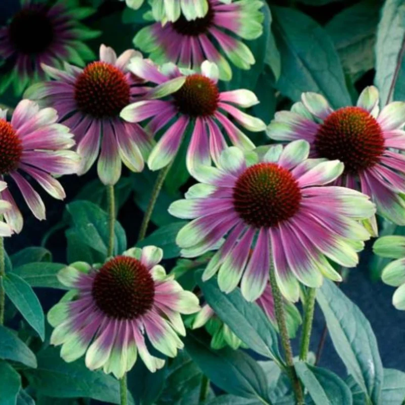 Bicolor Echinacea Plant Live - Purple Yellow Coneflower Perennial, 2-4'' Tall
