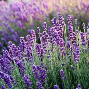 Phenomenal Lavender Plant - 2-4 inch Fragrant Flower Plant