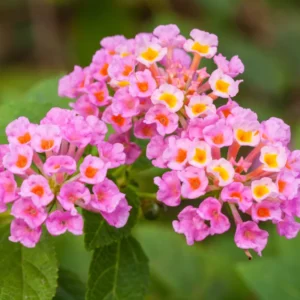 Pink Lantana Plants Live - 2 Pack Perennial Flowers - Outdoor Planting - 2-4 Inches