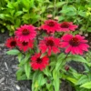 Red Coneflower Live Plants - Echinacea Perennial Flowers 2-4'' Tall