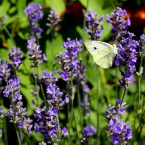 Provence Lavender Live Plant 2-4 Inch Potted Starter Plant
