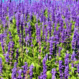 Provence Lavender Live Plant 2-4 Inch Potted Starter Plant