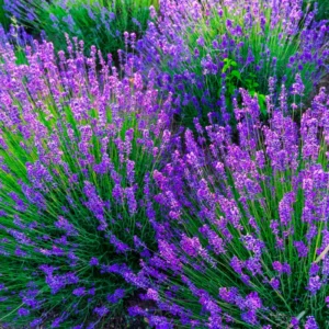 Provence Lavender Live Plant 2-4 Inch Potted Starter Plant